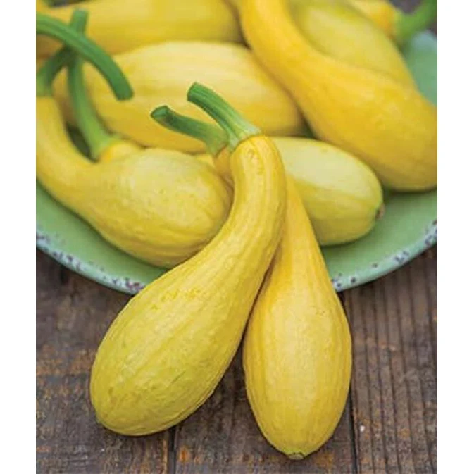 Organic Summer Crookneck Squash Seed Pack 60575