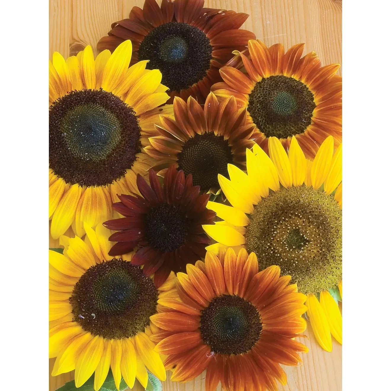 Organic Sunflower, Autumn Beauty Mix Flower Seed Pack 47902