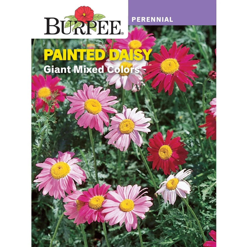 Painted Daisy Flower Seed Pack 39016