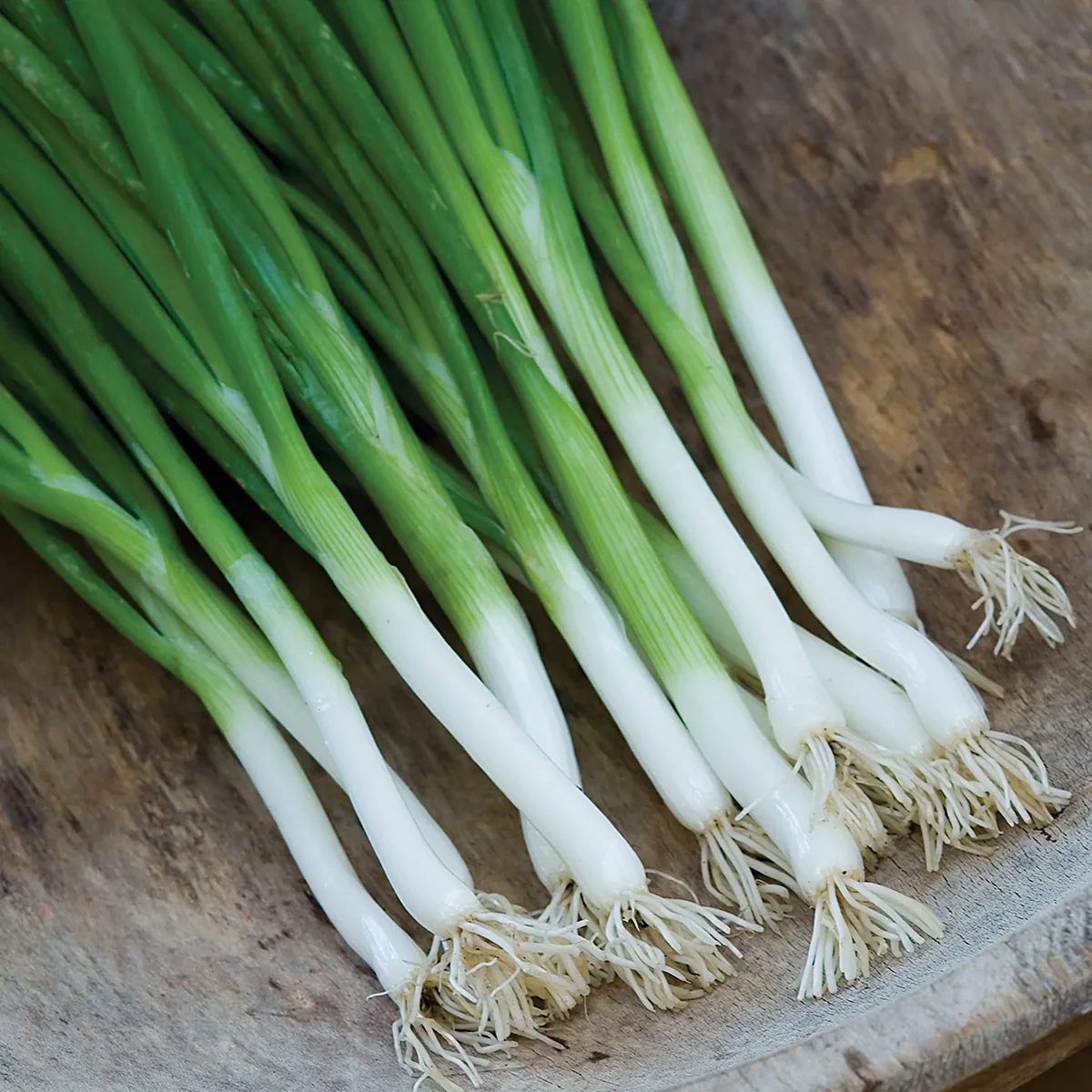 Parade Bunching Onion Seed Pack 64147