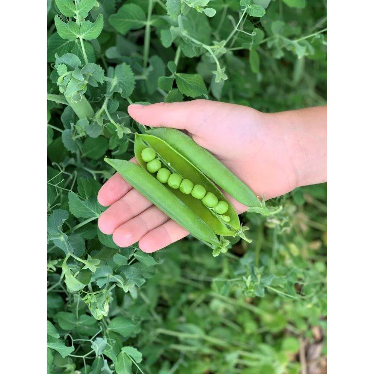 Penelope Hull Peas Seed 1695
