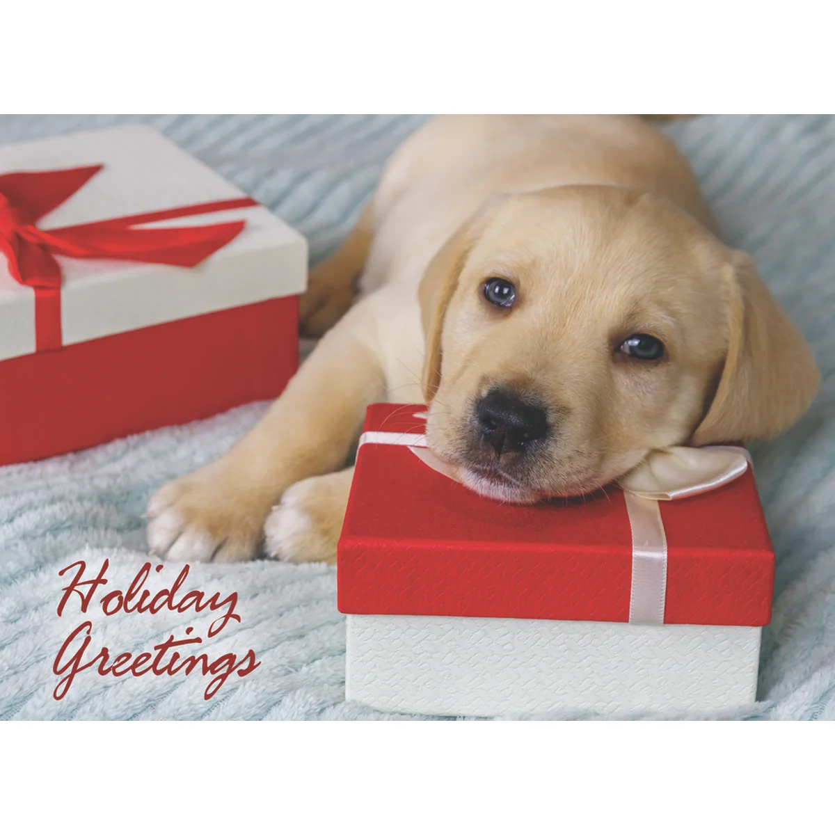 Pets Christmas Boxed Cards FT22715 - Image 6
