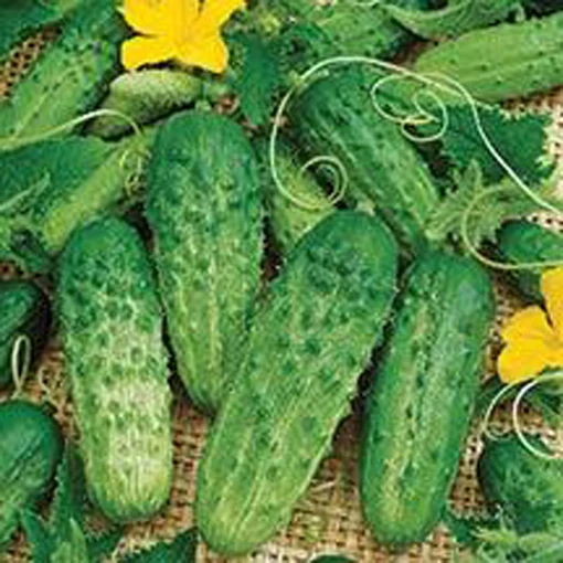 Pick-A-Bushel Cucumber Seeds
