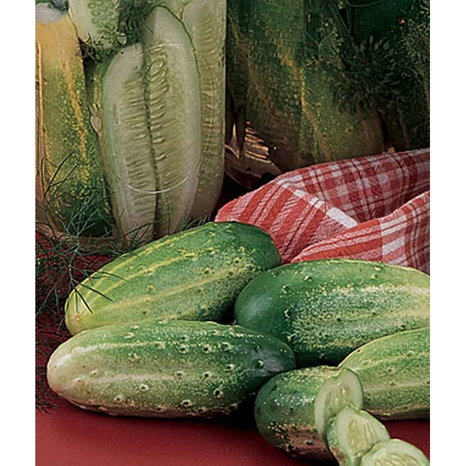 Pickler Cucumber Seed Pack 66720