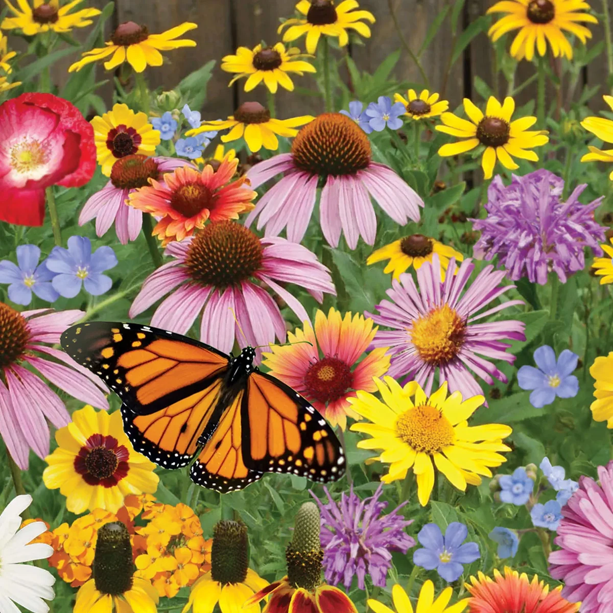 Pollinator Mix Wildflower Seeds 1368 - Image 3