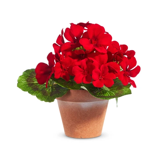 Potted Miniature Red Geranium 4402201