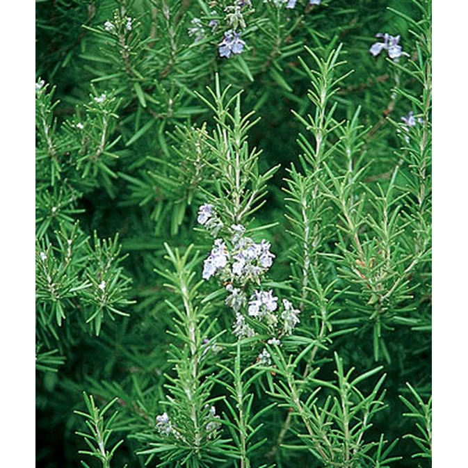 Rosemary Seed Pack 61383