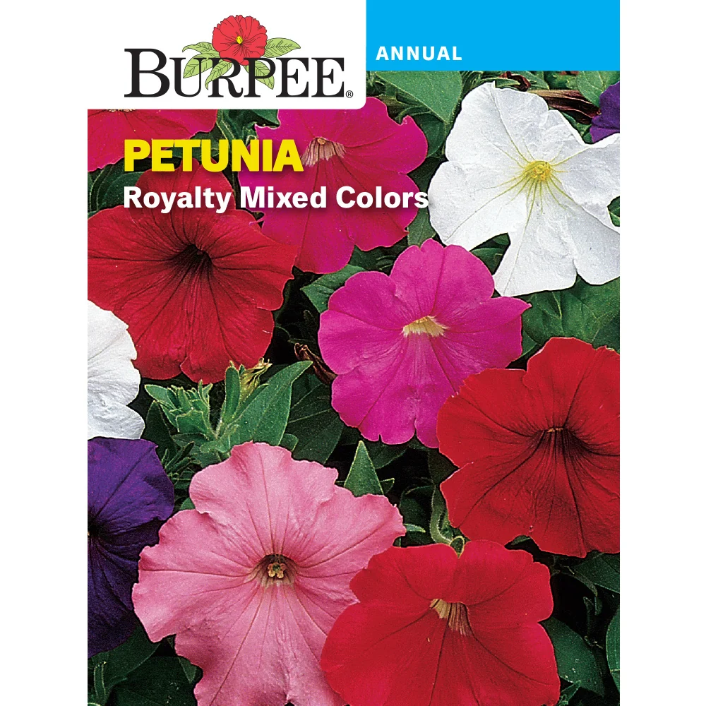 Royalty Petunia Flower Seed 39107