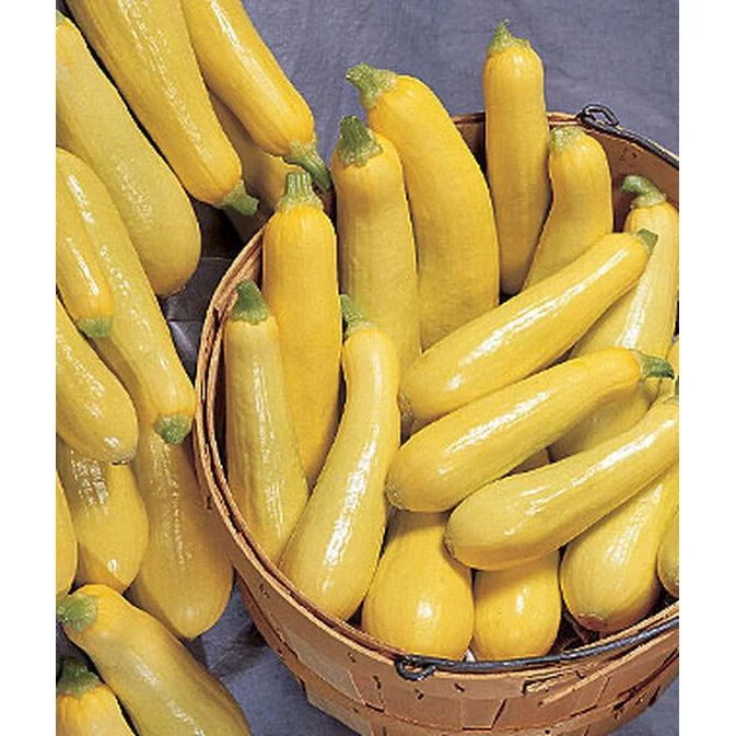 Saffron Prolific Straightneck Summer Squash Seed Pack 63454