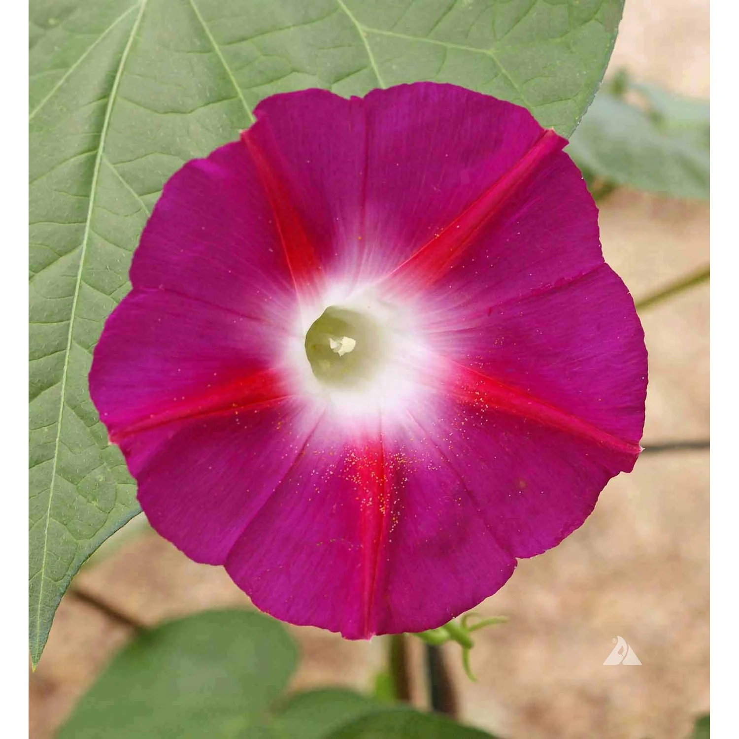 Scarlet O'Hara Morning Glory Flower Seeds 9935100
