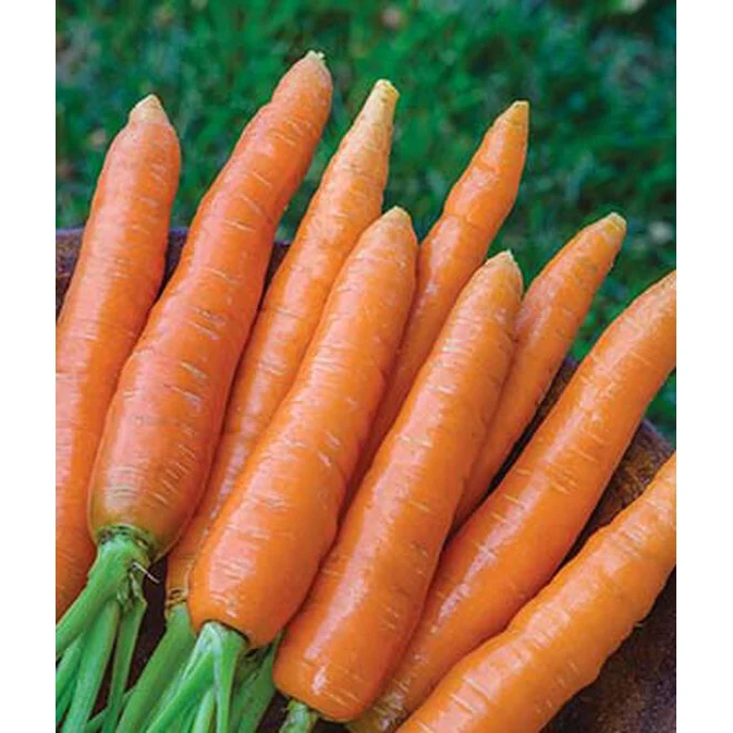 Seed Tape Nantes Half Long Carrots 69716