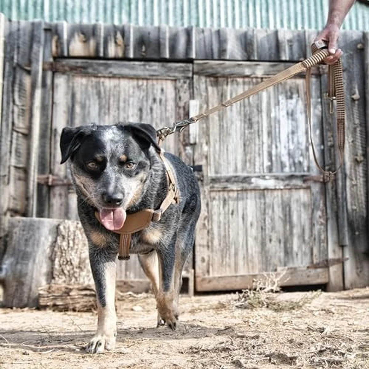 Shock Absorbing Control Leash - Image 7