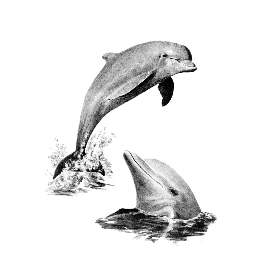 Sketching Made Easy Dolphins SKBN-19 - Image 2