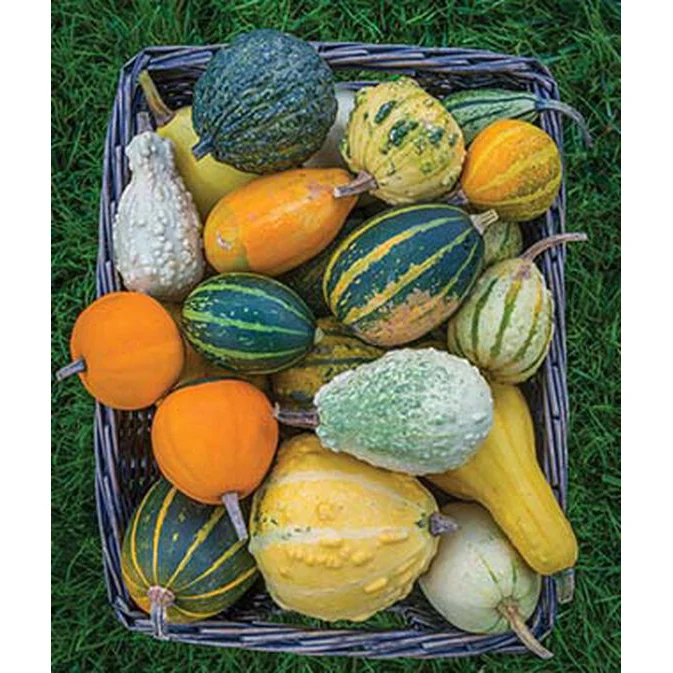 Small Fancy Gourd Seed Pack 34398 - Image 2