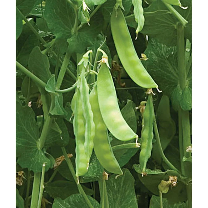 Snowbird Sugar Pea Seed Pack 66548 - Image 2