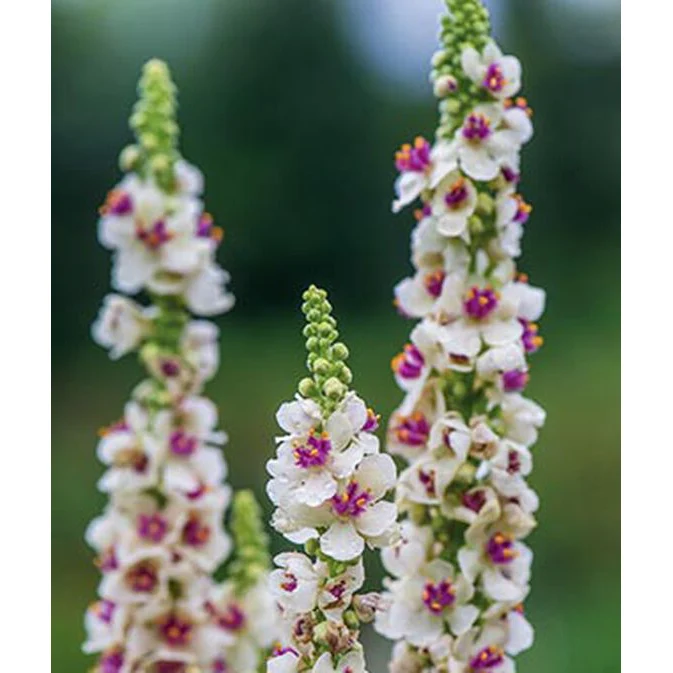 Snowy Spires Verbascum Flower Seed Pack 32992 - Image 3