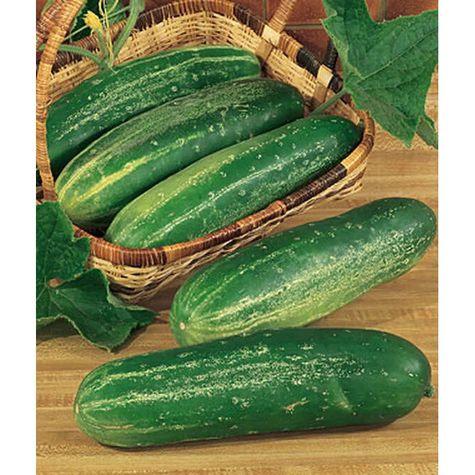 Straight Eight Cucumber Seed Pack 61887 - Image 2