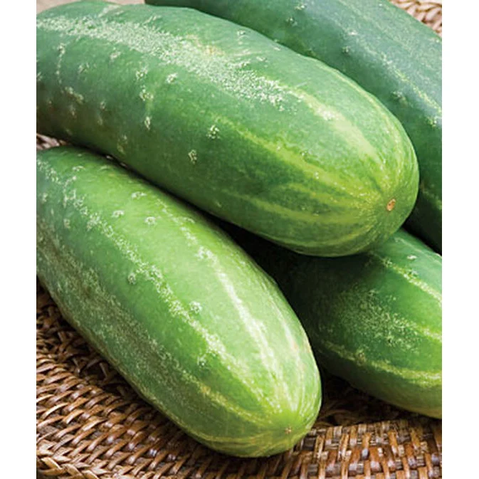 Straight Eight Cucumber Seed Pack 61887 - Image 3