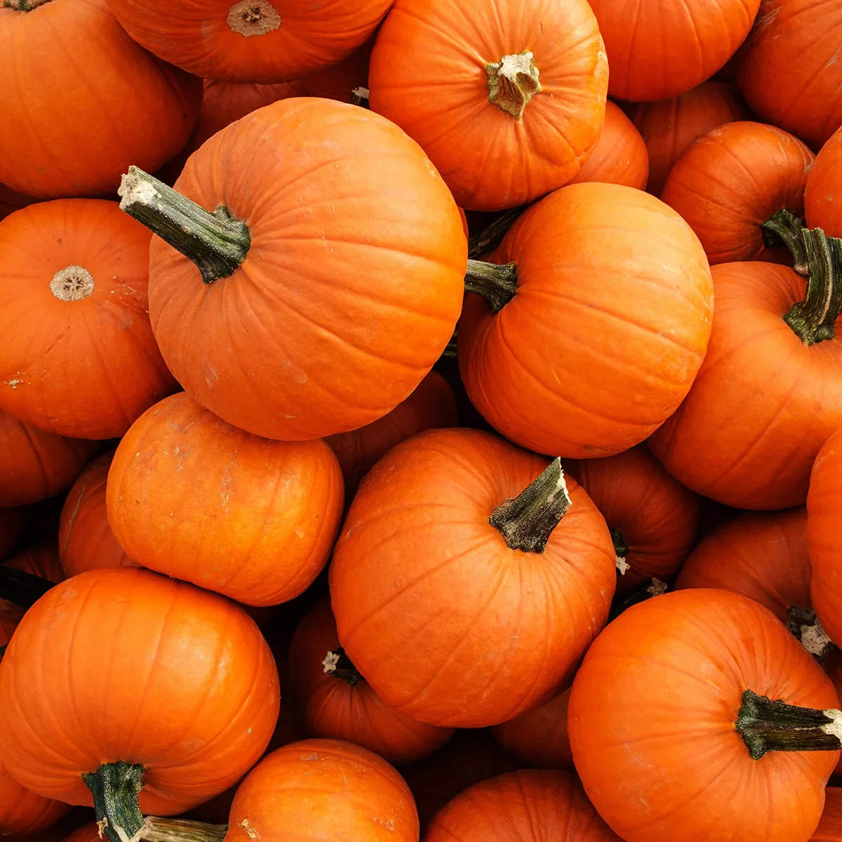 Sugar or Pie Pumpkin Seed Pack 9908500