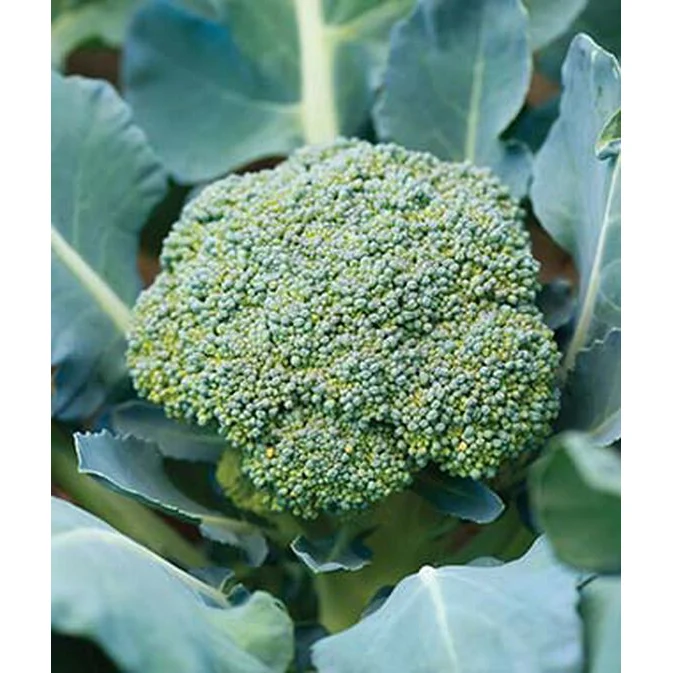 Sun King Hybrid Broccoli Seed Pack 67041 - Image 2
