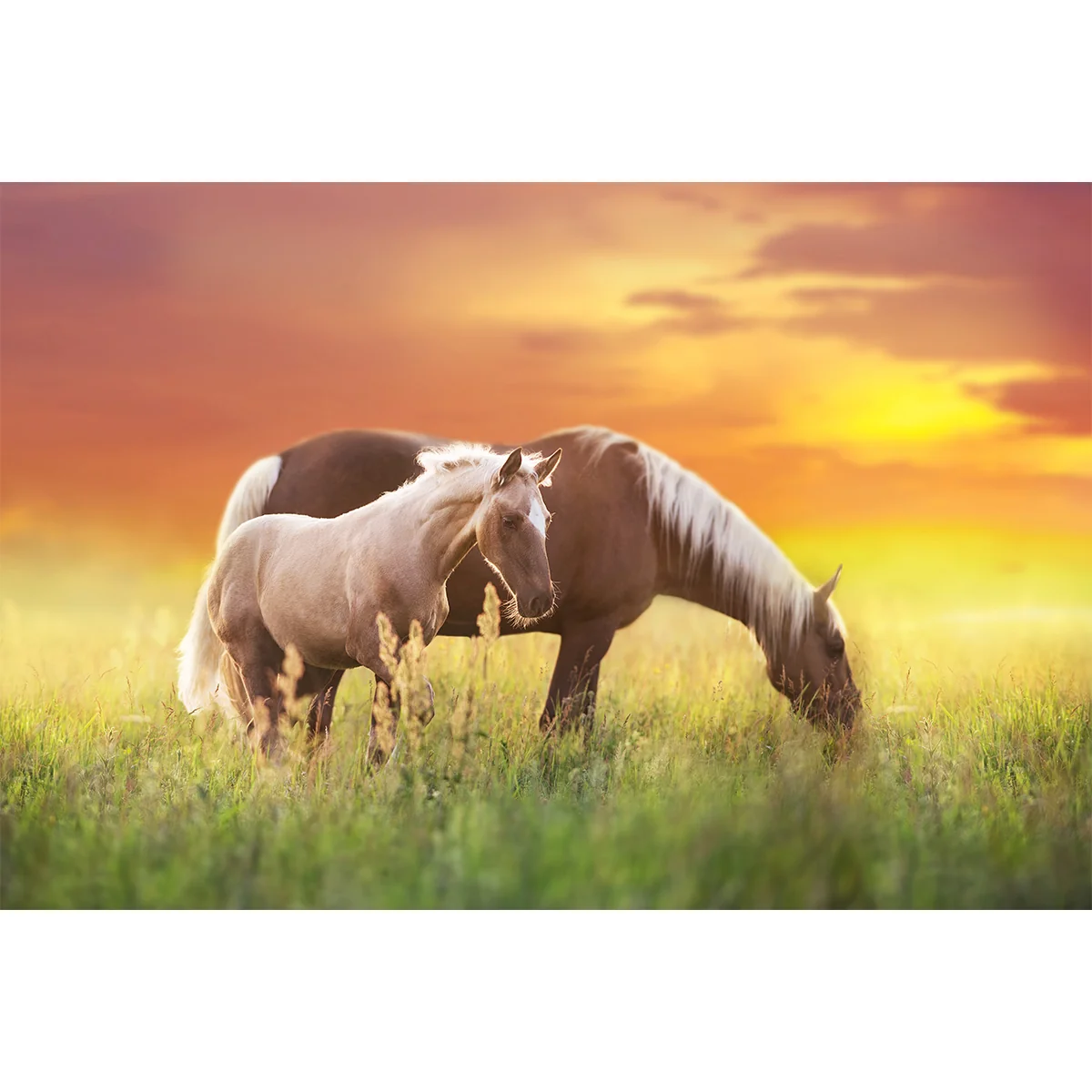 Sunset Horses 50-Piece Floor Puzzle CH8631
