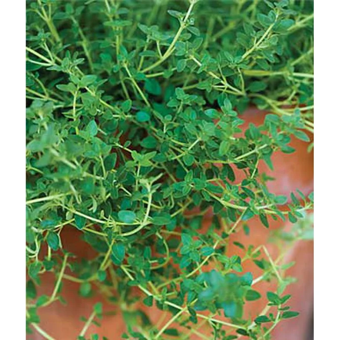 Thyme Seed Pack 55848
