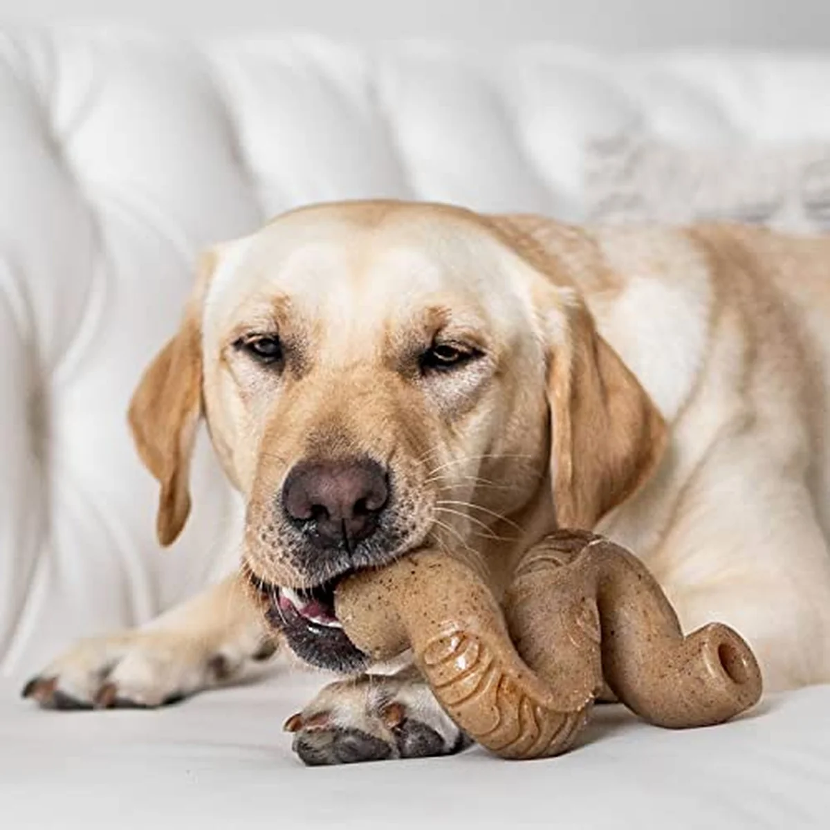 Tripe Bone Medium Durable Long-lasting Chew - Image 2