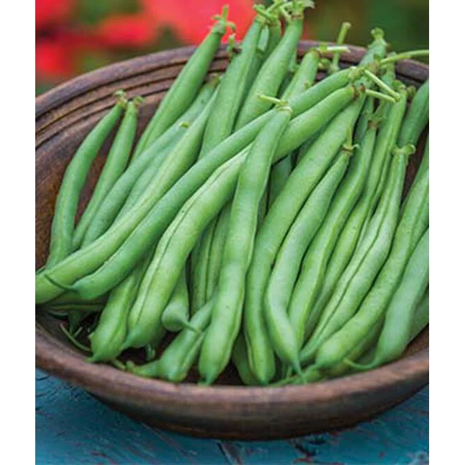 Value Pack Tendergreen Garden Bean Seed 50855 85 grams