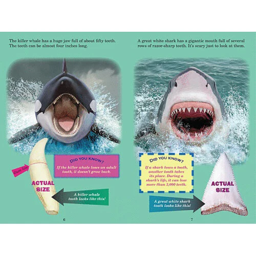 Who Would Win? Killer Whale vs Great White Shark 9780545160759 - Image 2