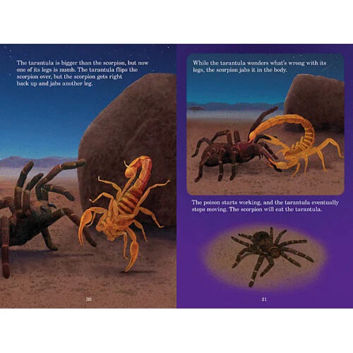 Who Would Win? Tarantula vs Scorpion 9780545301725 - Image 3
